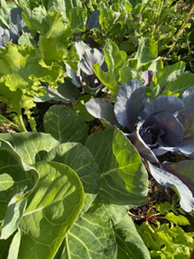 Schijbare chaos Schijbare chaos