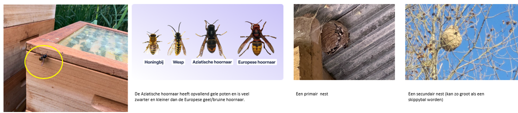 Aziatische hoornaar overzicht